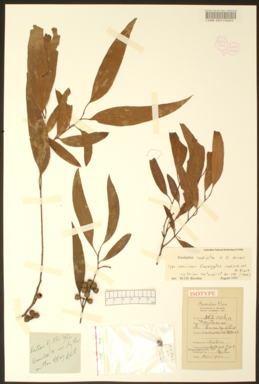 APII jpeg image of Eucalyptus radiata x dives  © contact APII