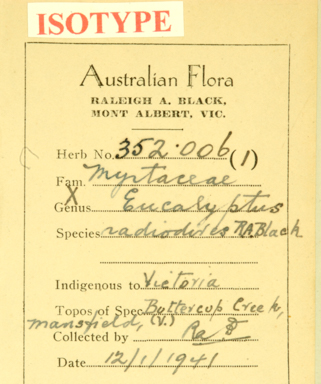 APII jpeg image of Eucalyptus radiata x dives  © contact APII