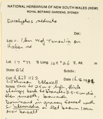 APII jpeg image of Eucalyptus tindaliae  © contact APII