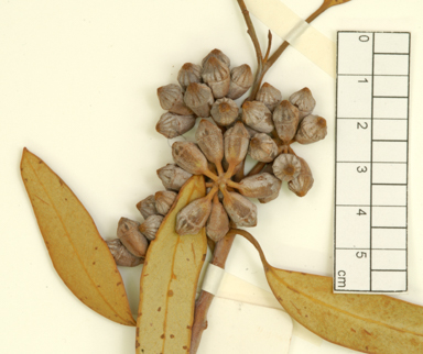 APII jpeg image of Eucalyptus repullulans  © contact APII