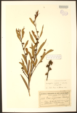 APII jpeg image of Eucalyptus moorei x stricta  © contact APII