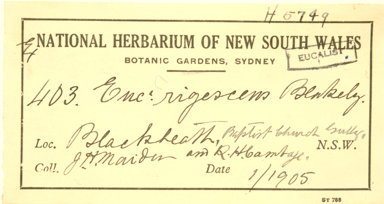 APII jpeg image of Eucalyptus moorei x stricta  © contact APII