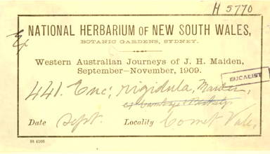 APII jpeg image of Eucalyptus rigidula  © contact APII