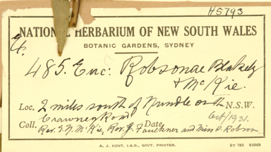 APII jpeg image of Eucalyptus albens x melliodora  © contact APII