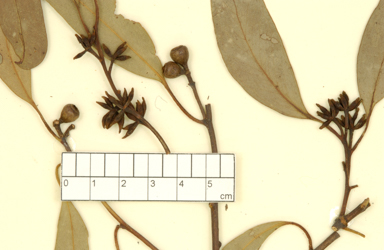 APII jpeg image of Eucalyptus albens x melliodora  © contact APII