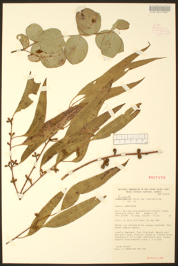 APII jpeg image of Eucalyptus rubida subsp. barbigerorum  © contact APII