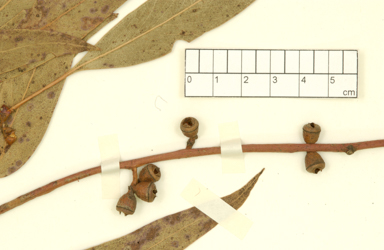 APII jpeg image of Eucalyptus rubida subsp. barbigerorum  © contact APII