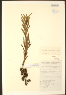 APII jpeg image of Eucalyptus cunninghamii  © contact APII