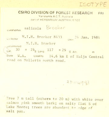 APII jpeg image of Eucalyptus salicola  © contact APII