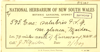 APII jpeg image of Eucalyptus ravida  © contact APII