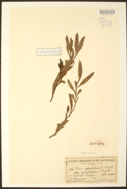 APII jpeg image of Eucalyptus suggrandis subsp. suggrandis  © contact APII