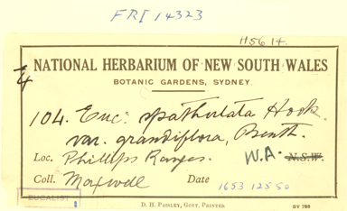 APII jpeg image of Eucalyptus suggrandis subsp. suggrandis  © contact APII