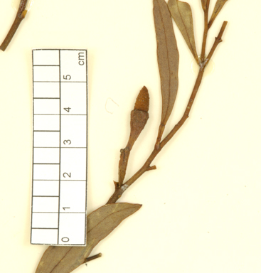 APII jpeg image of Eucalyptus suggrandis subsp. suggrandis  © contact APII