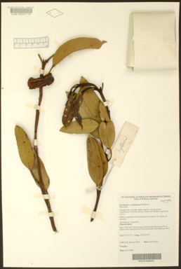 APII jpeg image of Eucalyptus tetraptera x stoatei  © contact APII
