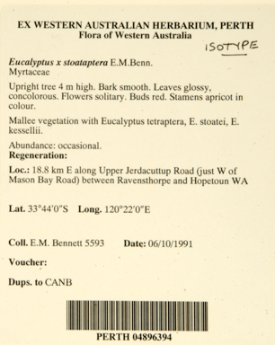 APII jpeg image of Eucalyptus tetraptera x stoatei  © contact APII