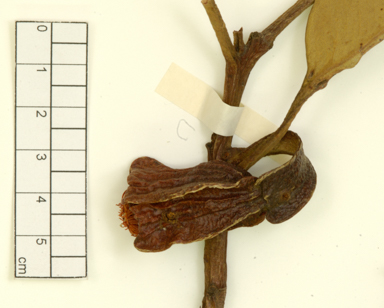 APII jpeg image of Eucalyptus tetraptera x stoatei  © contact APII