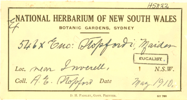 APII jpeg image of Eucalyptus melliodora x sideroxylon  © contact APII