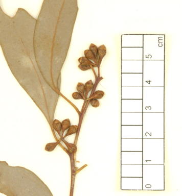 APII jpeg image of Eucalyptus melliodora x sideroxylon  © contact APII