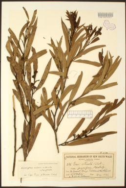 APII jpeg image of Eucalyptus sieberi x stricta  © contact APII