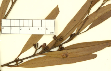 APII jpeg image of Eucalyptus sieberi x stricta  © contact APII