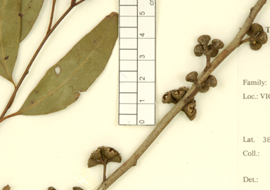 APII jpeg image of Eucalyptus strzeleckii  © contact APII