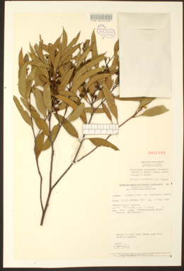 APII jpeg image of Eucalyptus subangusta subsp. cerina  © contact APII