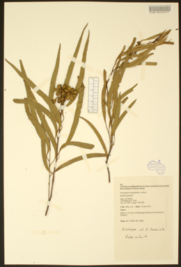 APII jpeg image of Eucalyptus amygdalina x sieberi  © contact APII