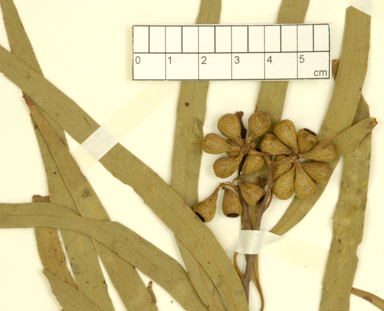 APII jpeg image of Eucalyptus amygdalina x sieberi  © contact APII