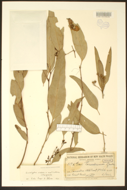 APII jpeg image of Eucalyptus crebra x populnea  © contact APII