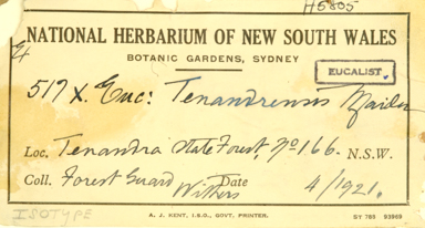 APII jpeg image of Eucalyptus crebra x populnea  © contact APII