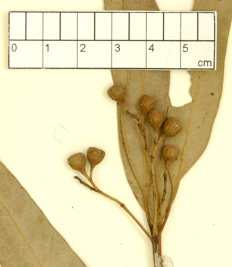 APII jpeg image of Eucalyptus crebra x populnea  © contact APII