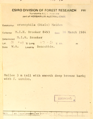 APII jpeg image of Eucalyptus tenera  © contact APII