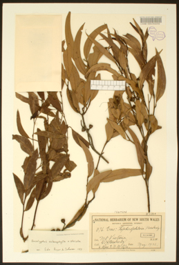 APII jpeg image of Eucalyptus haemastoma x stricta  © contact APII