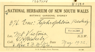 APII jpeg image of Eucalyptus haemastoma x stricta  © contact APII