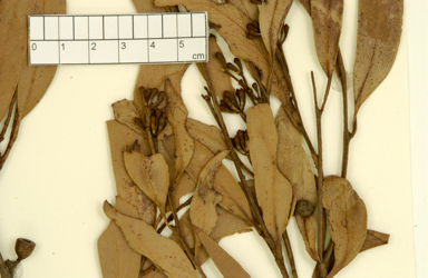 APII jpeg image of Eucalyptus haemastoma x stricta  © contact APII