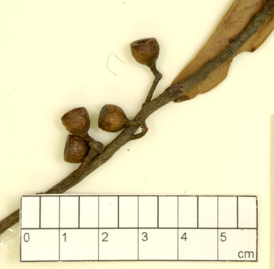 APII jpeg image of Eucalyptus haemastoma x stricta  © contact APII