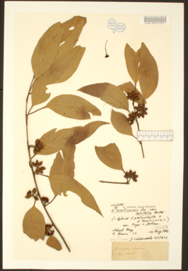 APII jpeg image of Eucalyptus platyphylla x tereticornis  © contact APII