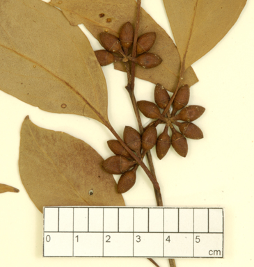 APII jpeg image of Eucalyptus platyphylla x tereticornis  © contact APII