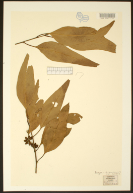 APII jpeg image of Eucalyptus platyphylla x tereticornis  © contact APII