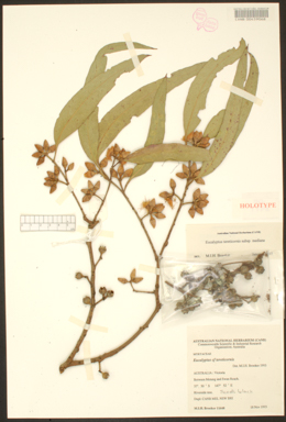 APII jpeg image of Eucalyptus tereticornis subsp. mediana  © contact APII