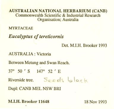 APII jpeg image of Eucalyptus tereticornis subsp. mediana  © contact APII