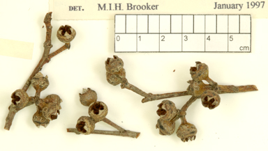 APII jpeg image of Eucalyptus tereticornis subsp. mediana  © contact APII