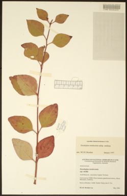 APII jpeg image of Eucalyptus tereticornis subsp. mediana  © contact APII