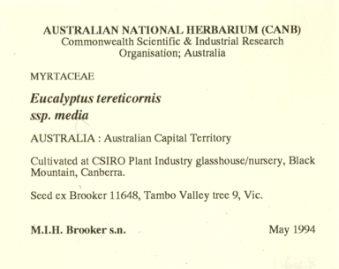 APII jpeg image of Eucalyptus tereticornis subsp. mediana  © contact APII