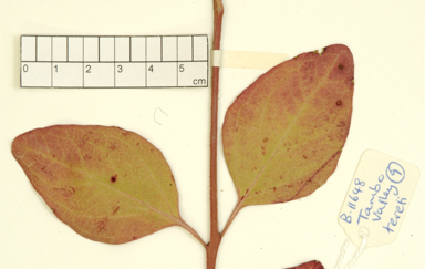 APII jpeg image of Eucalyptus tereticornis subsp. mediana  © contact APII