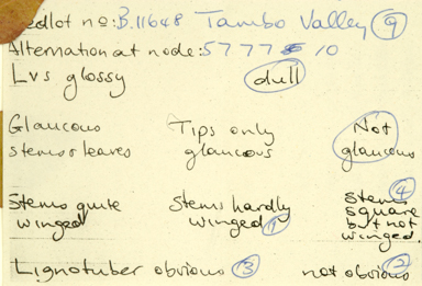 APII jpeg image of Eucalyptus tereticornis subsp. mediana  © contact APII