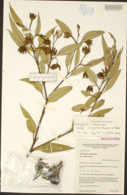 APII jpeg image of Eucalyptus thamnoides subsp. megista  © contact APII