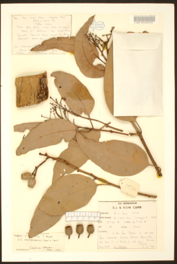 APII jpeg image of Corymbia latifolia x novoguinensis  © contact APII