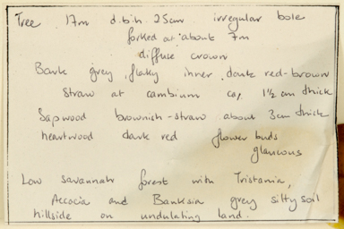 APII jpeg image of Corymbia latifolia x novoguinensis  © contact APII