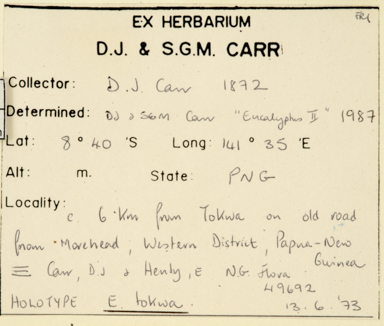 APII jpeg image of Corymbia latifolia x novoguinensis  © contact APII